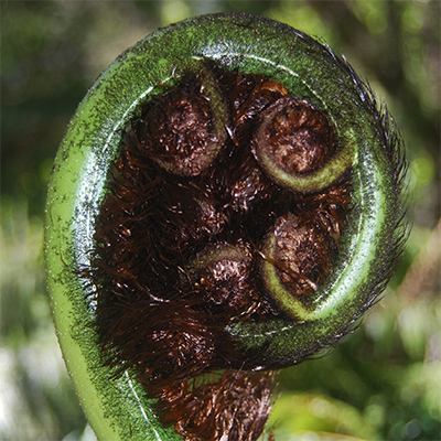 Koru New Zealand Koru